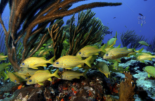 A Small Cluster Of French And Smallmouth Grunts, Haemulon Flavolineatum And Haemulon Chrysargyreum, On A Reef In Puerto Rico