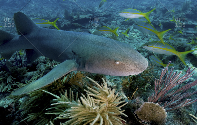 Nurse Shark (Ginglymostoma Cirratum) Near The City Of Washington Wreck, Key Largo, Florida