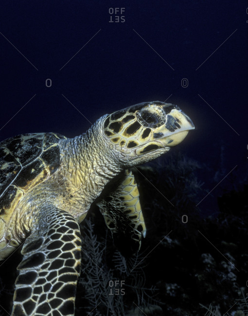 Close-Up Of Hawksbill Turtle