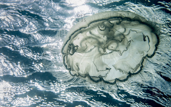 Moon Jellyfish Driven By Water Movement