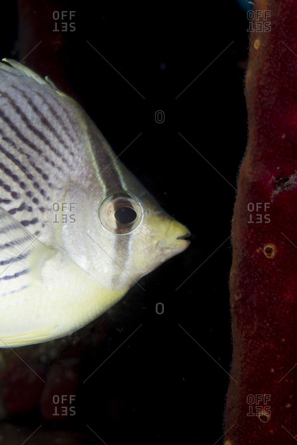 Close-up Of Four-Eyed Butterflyfish