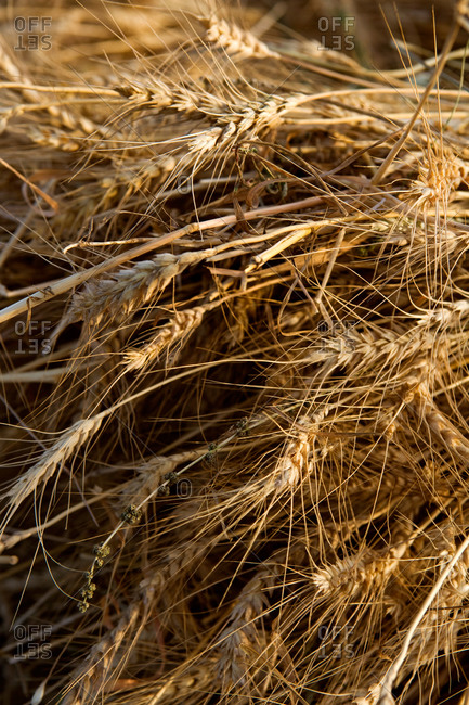 Close-up of a bundle of wheat