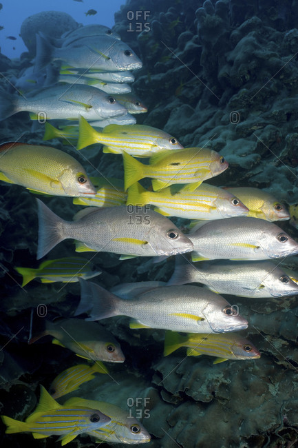 Schooling Fish, Consisting Of Blue Line Snapper, Lutjanus Kasmira, And Long Spot Snapper, Lutjanus Fulviflamma