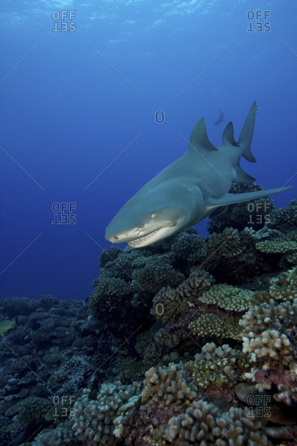 Ferocious Looking Lemon Shark, Negaprion Brevirostris, Swimming Over A Reeftop In French Polynesia