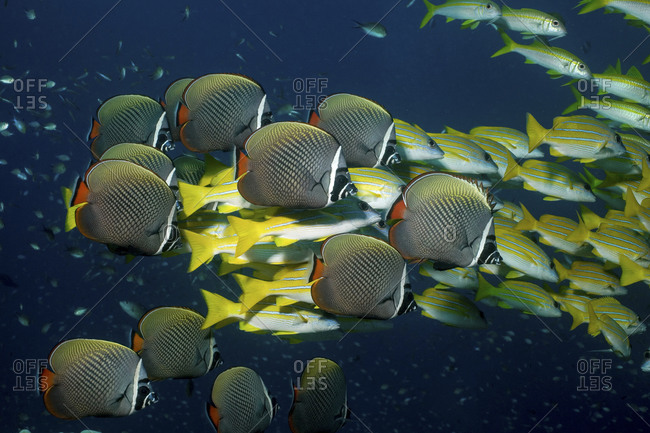 A Mixed School Of Collare Butterflyfish, Chaetodon Collare, And Blue Lined Snapper, Lutjanus Kasmira