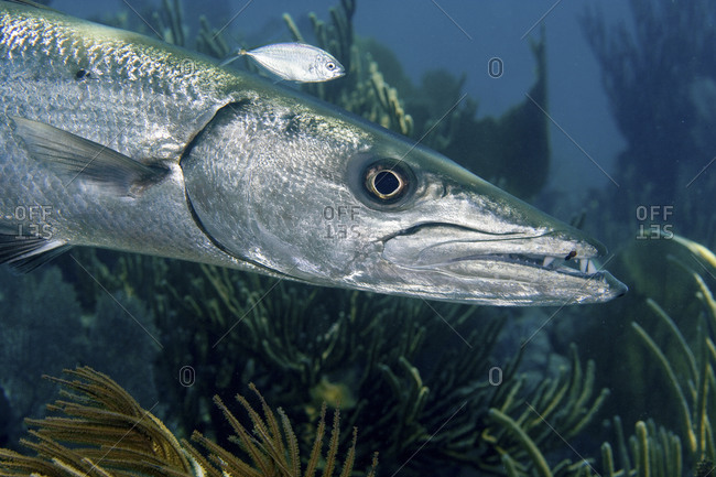 Close Up Of A Ferocious Looking Great Barracuda, Sphyraena Barracuda, Key Largo, Florida