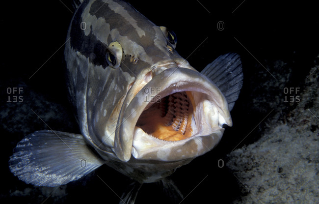 Mouth Of Nassau Grouper
