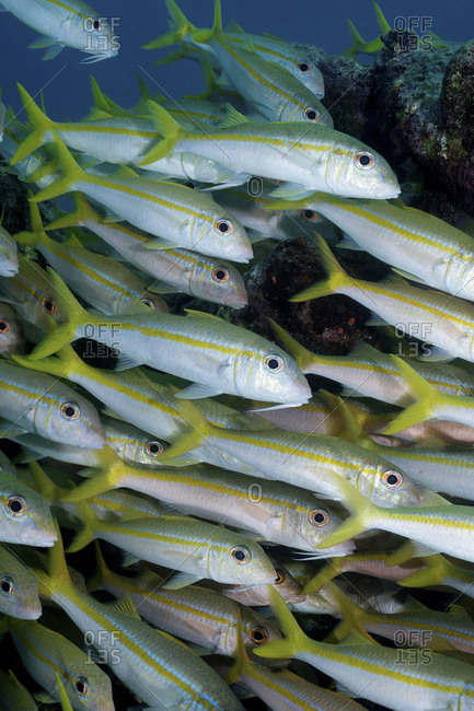 A Tightly Packed School Of Yellow Goatfish, Mulloides   Martinicus, Key Largo, Florida