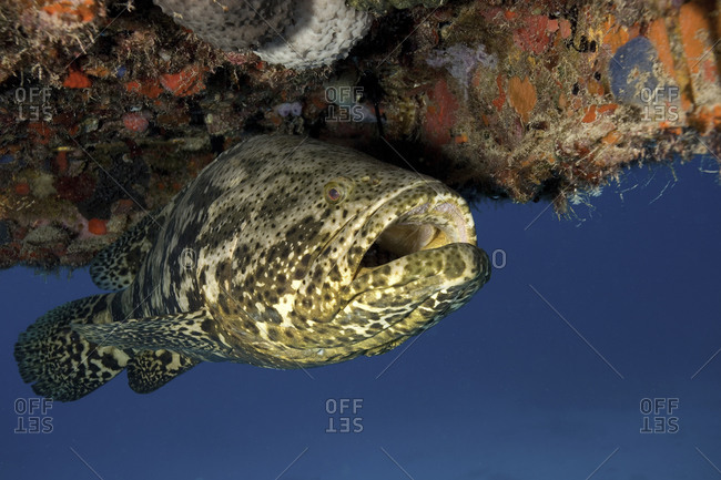 Goliath Grouper, Epinephelus Itajara, Beneath A Coral Ledge, Key Largo, Florida