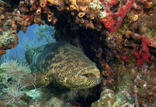 A Goliath Grouper (Epinephelus Itajara) Hides Beneath An Overhang On A Coral Reef