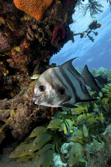 Atlantic Spadefish (Chaetodipterus Faber) With Other Schooling Fish In The Background, Florida Keys