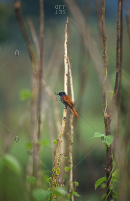 An African Paradise Flycatcher hunting insects in a farm field.