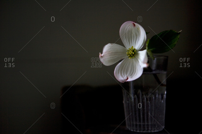 Single white flower in a glass of water