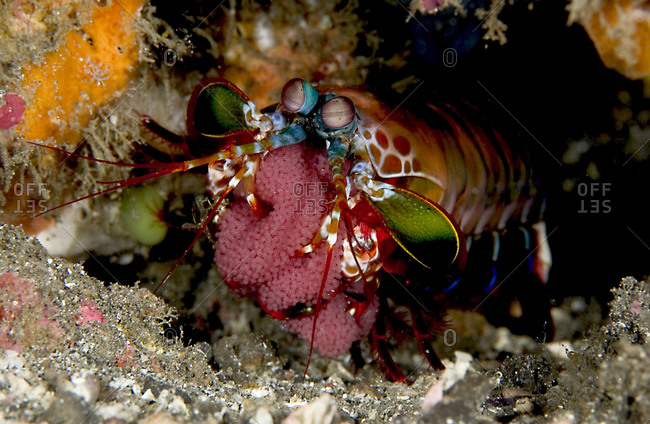 Peacock Mantis shrimp guards egg case