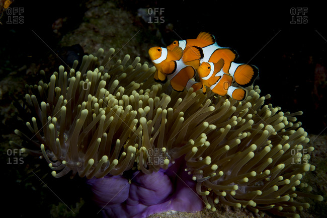 False clown anemonefish (Amphiprion ocellaris)