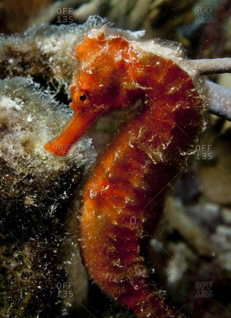 Underwater close-up of a Longsnout seahorse (Hippocampus reidi)
