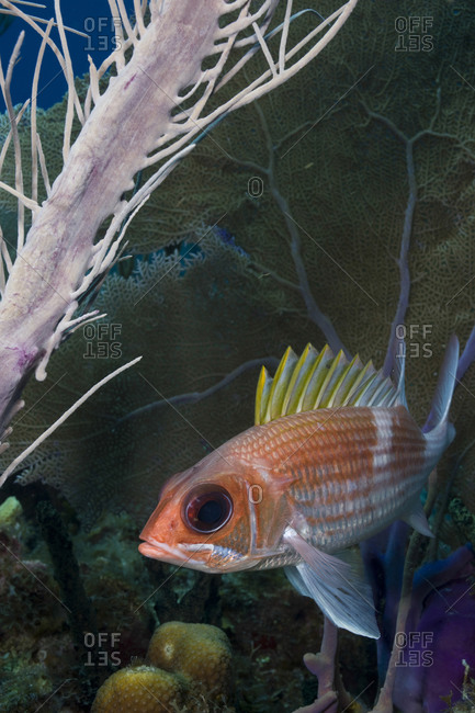 Squirrelfish (Holocentrus adscensionsis) in the shelter of a Sea plume (Pseudopterogorgia spp)