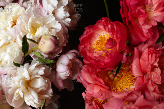 A still life of a colorful bouquet of Peonies flowers.