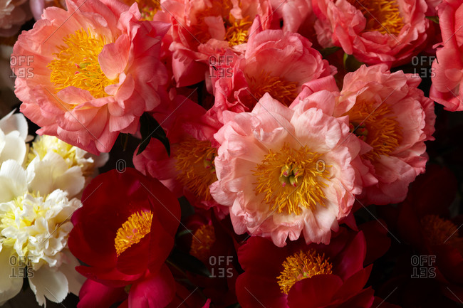 A still life close up of a bouquet of Peonies flowers.