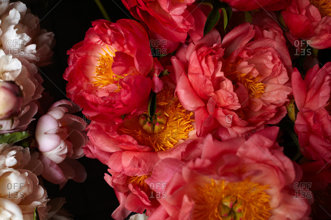 A still life close up of a colorful bouquet of Peonies flowers.