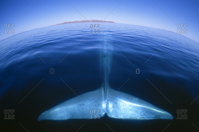 Tail fluke of the largest animal on the planet, the Blue Whale