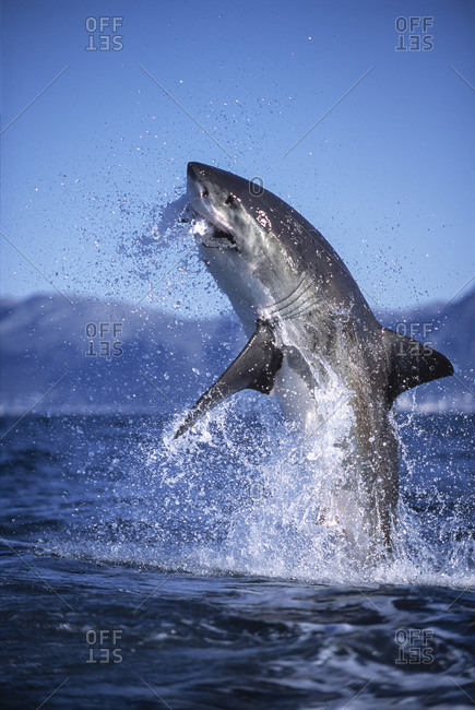 Great White sharks will often jump out of the water to pursue their prey