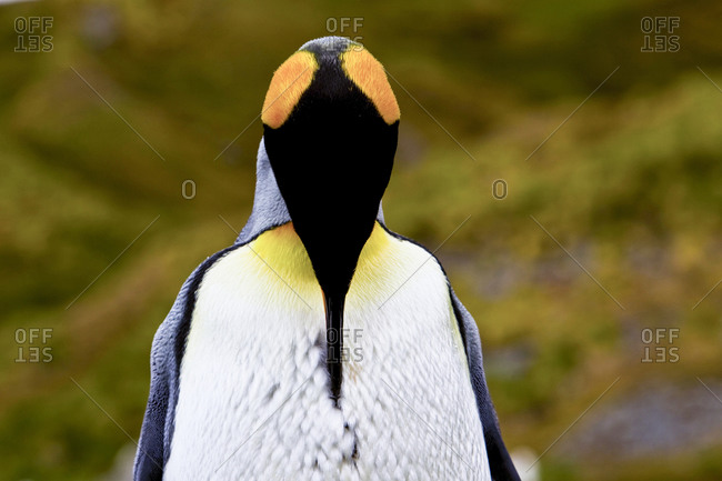 Colorful King penguin with head tucked into chest