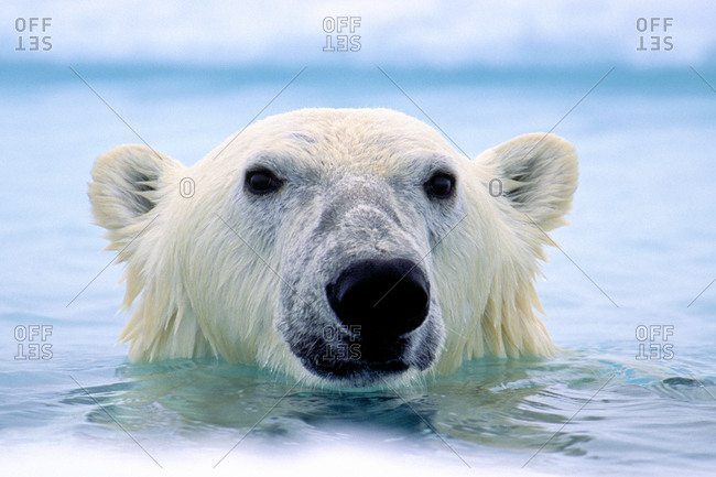 Polar bear floats at the surface of the Arctic ocean