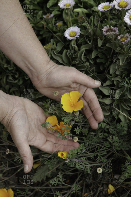 Hand showing small yellow flowers in a garden