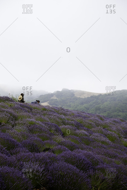 Lavender harvesting in the mountains