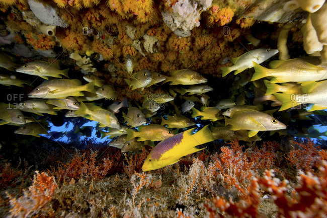 Fish Huddle in the Protection of the Aquarius Habitat