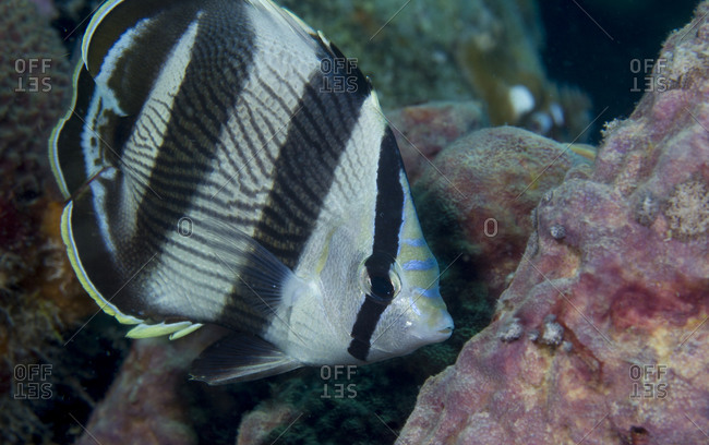 Close-up of Banded butterflyfish