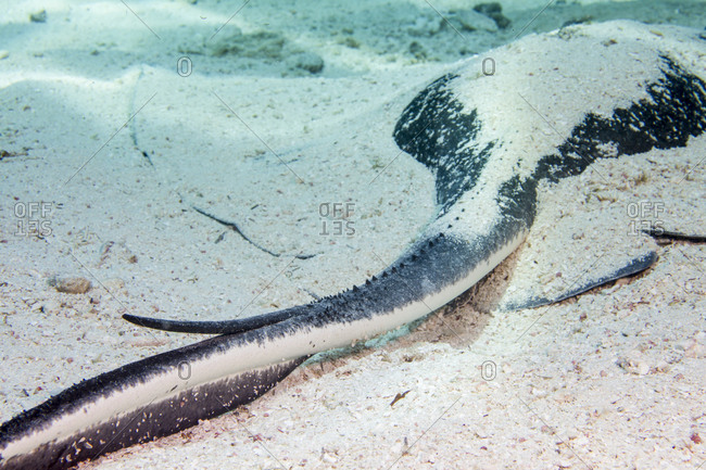 Barbed tail of a Southern stingray protrudes from the sand