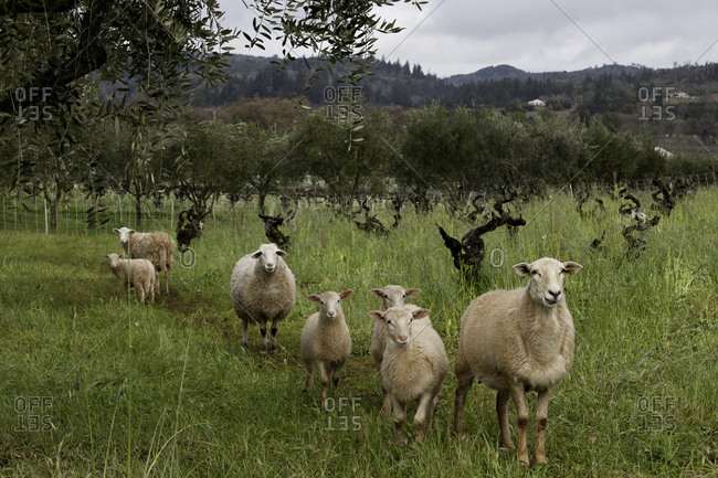 Sheep grazing at a vineyard
