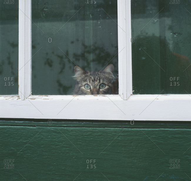 Tabby cat looking through a window