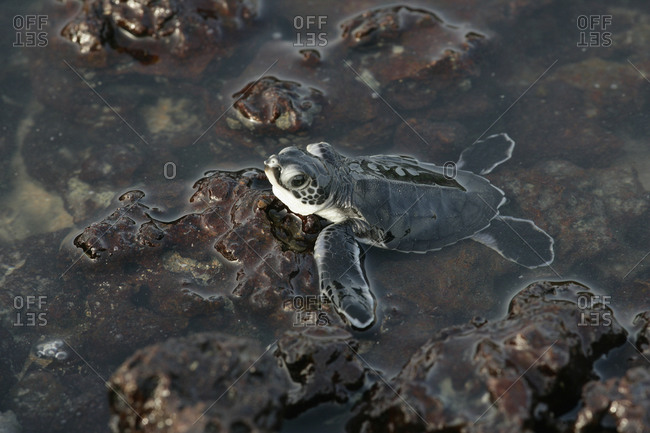 Top view of newborn green sea turtle on stone in Guinea-Bissau, Africa