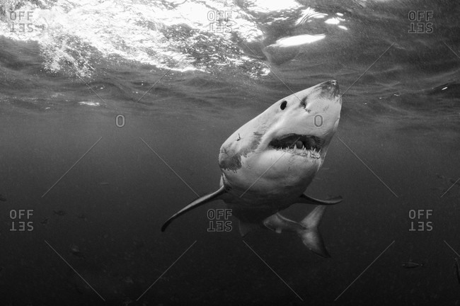 Great White Shark, black and white portrait