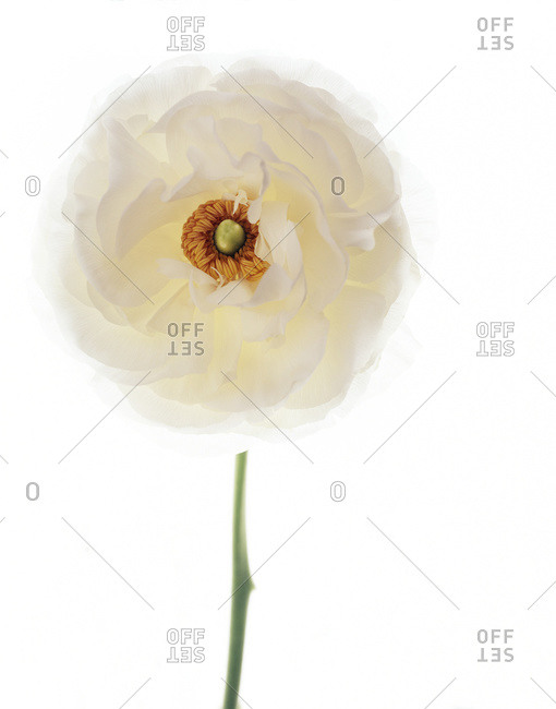Persian buttercup flower on white background