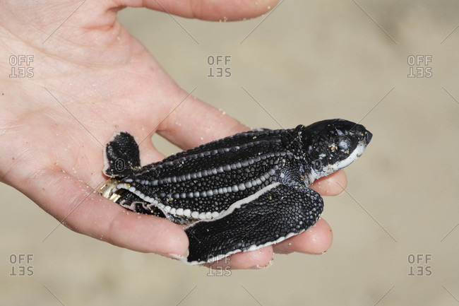 A woman holding a Leatherback Sea Turtle hatchling