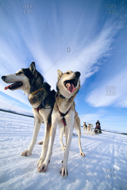 A dog team in Lapland, Sweden