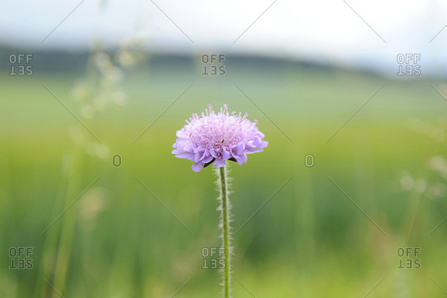 Close-up of Field Scabious (Knautia arvensis) in a meadow in summer, Upper Palatinate, Bavaria, Germany