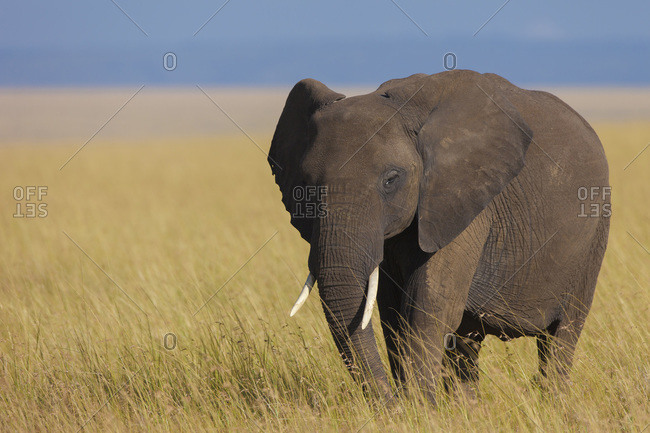 African Bush Elephant (Loxodonta africana) in Savanna, Maasai Mara National Reserve, Kenya, Africa