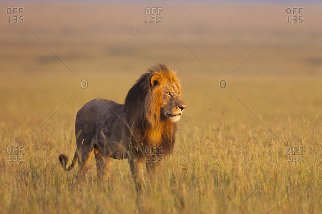 Big male,  lion (Panthera leo) in early morning light, Maasai Mara National Reserve, Kenya
