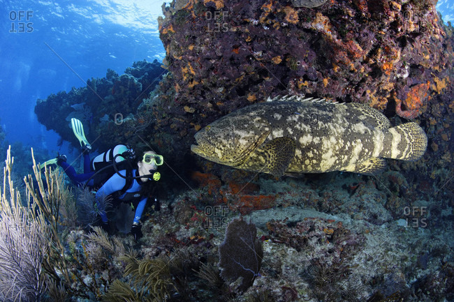Scuba diver and four-foot long Goliath Grouper