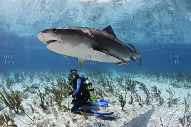 Tiger Shark swims overtop scuba diver
