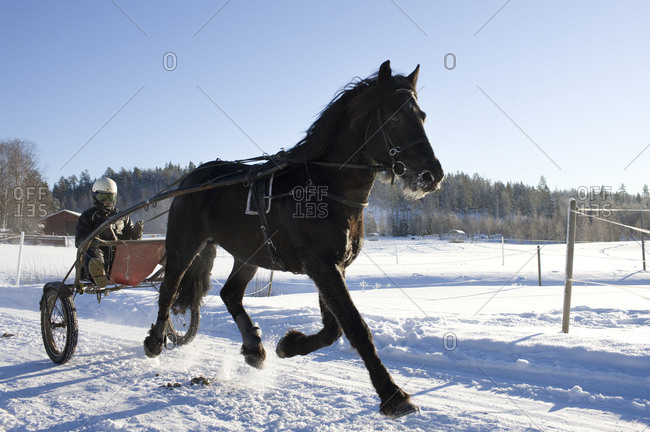 Training of horses in a wintry landscape,  Sweden