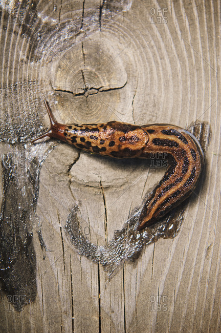 Snail on wood,  Sweden