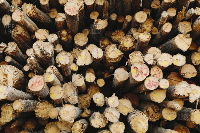 A stack of cut timber logs, Lodge Pole pine trees at a lumber mill