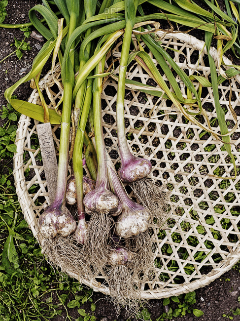 High angle view of garlic