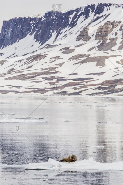 Atlantic walrus (Odobenus rosmarus rosmarus) hauled out on ice near Cape Fanshawe, Spitsbergen, Svalbard, Norway, Scandinavia, Europe